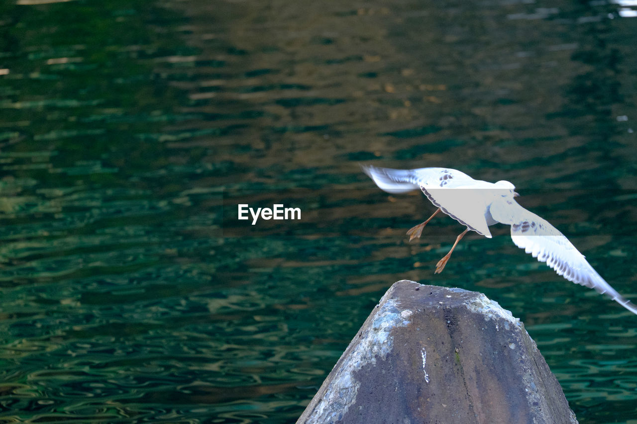 Seagull flying over lake