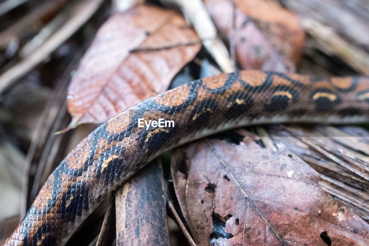 close-up, snake, animal, reptile, animal themes, no people, wildlife, nature, boa, animal wildlife, one animal, outdoors, serpent, day, tree, focus on foreground, wood, boa constrictor, animal body part, macro photography