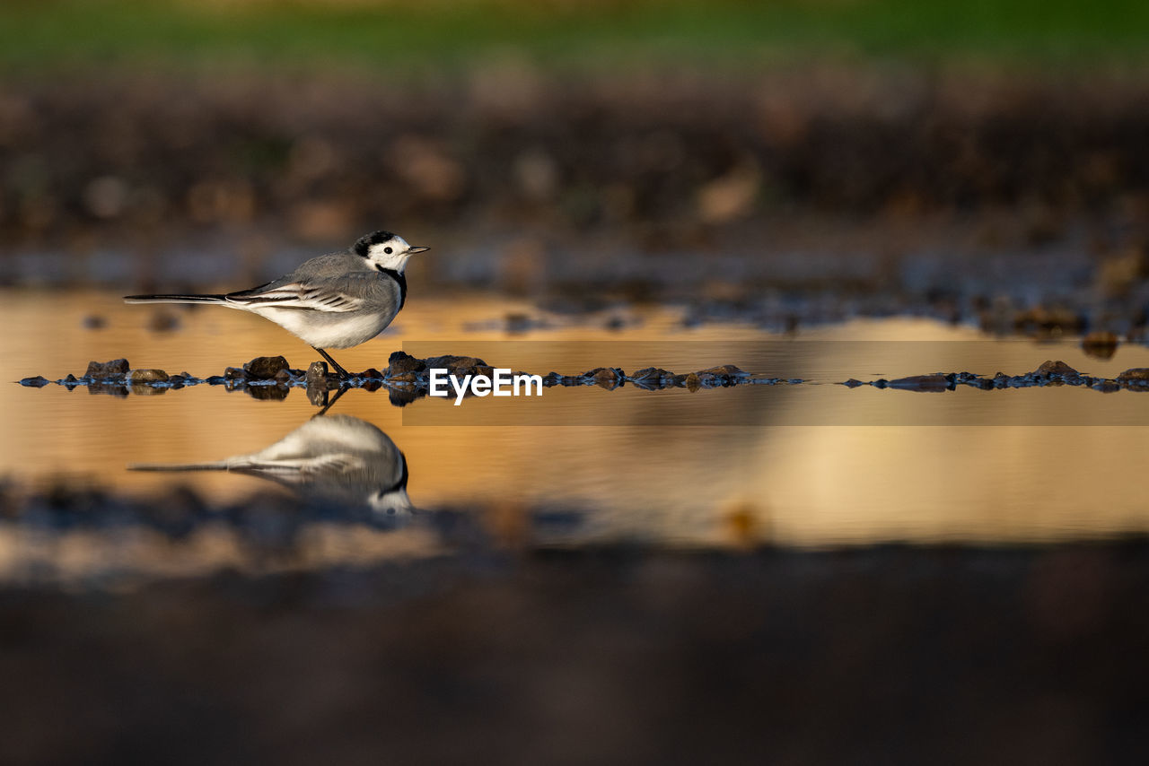 animal themes, animal, animal wildlife, bird, wildlife, nature, water, one animal, no people, reflection, morning, selective focus, lake, outdoors, day, side view, perching, full length, beauty in nature