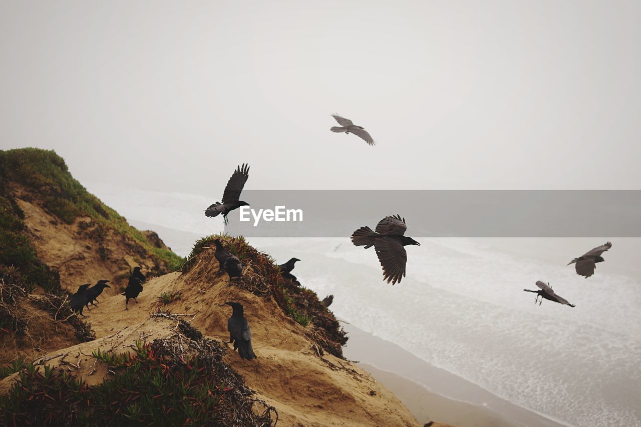 High angle view of ravens over sea against sky