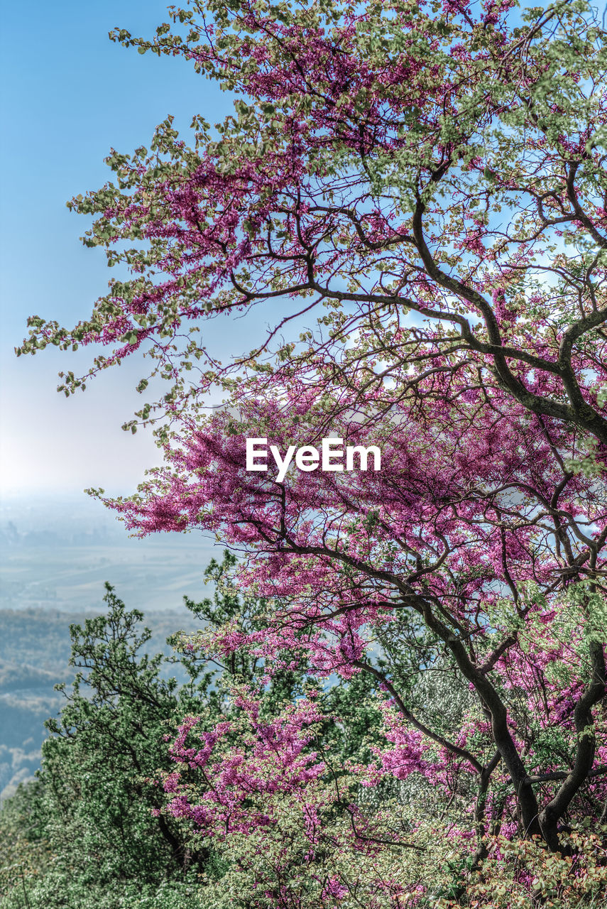 LOW ANGLE VIEW OF FLOWER TREE AGAINST SEA