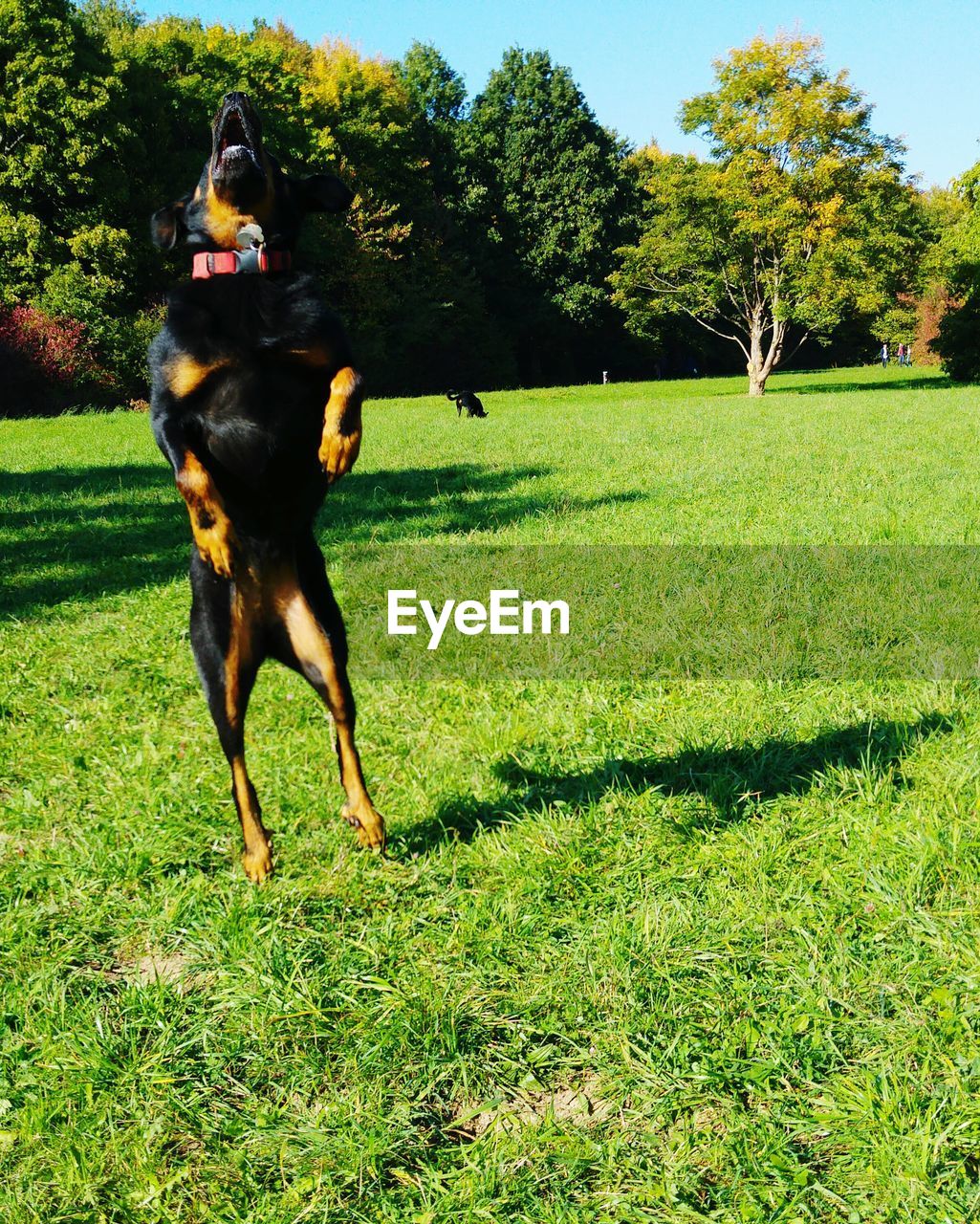 Playful dog on grassy field in park