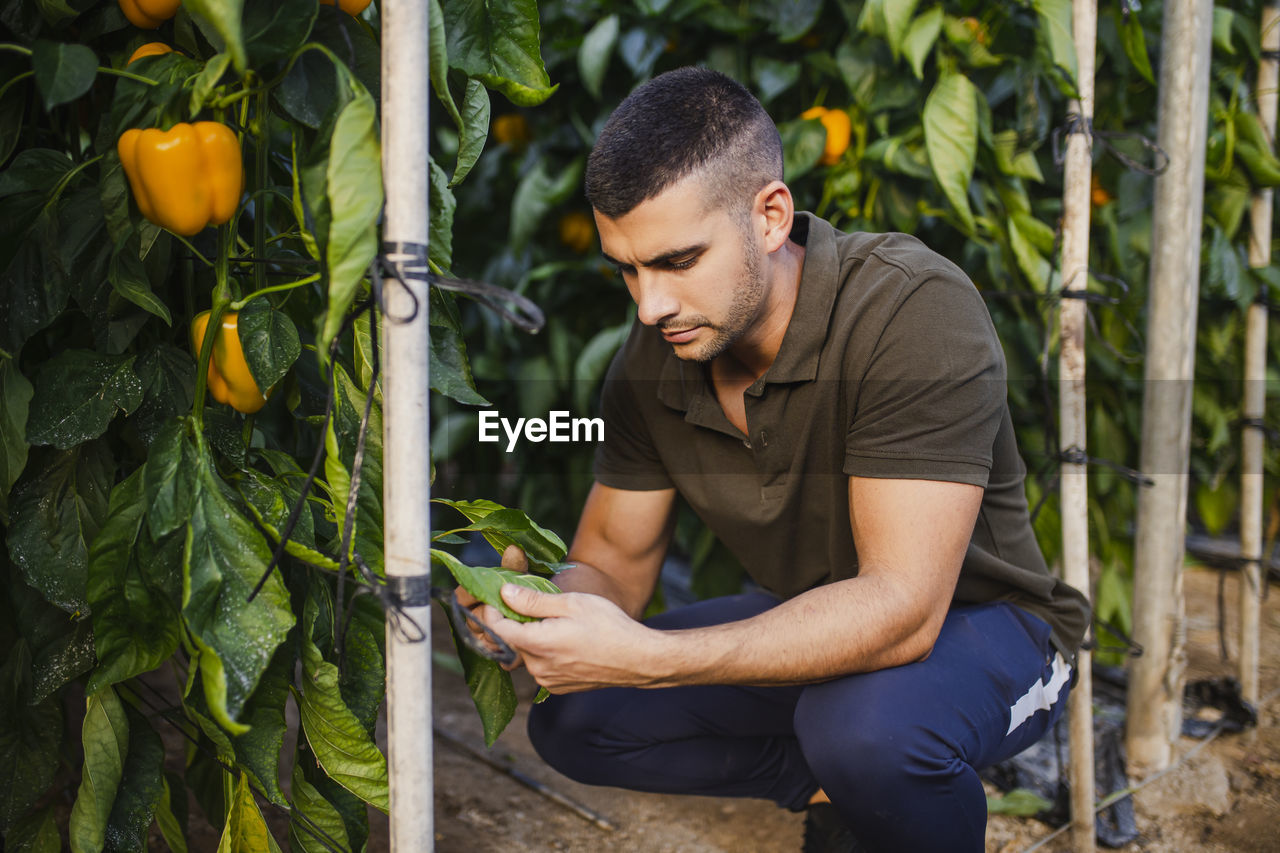 Young farm worker analyzing leaf of yellow bell pepper plant at greenhouse
