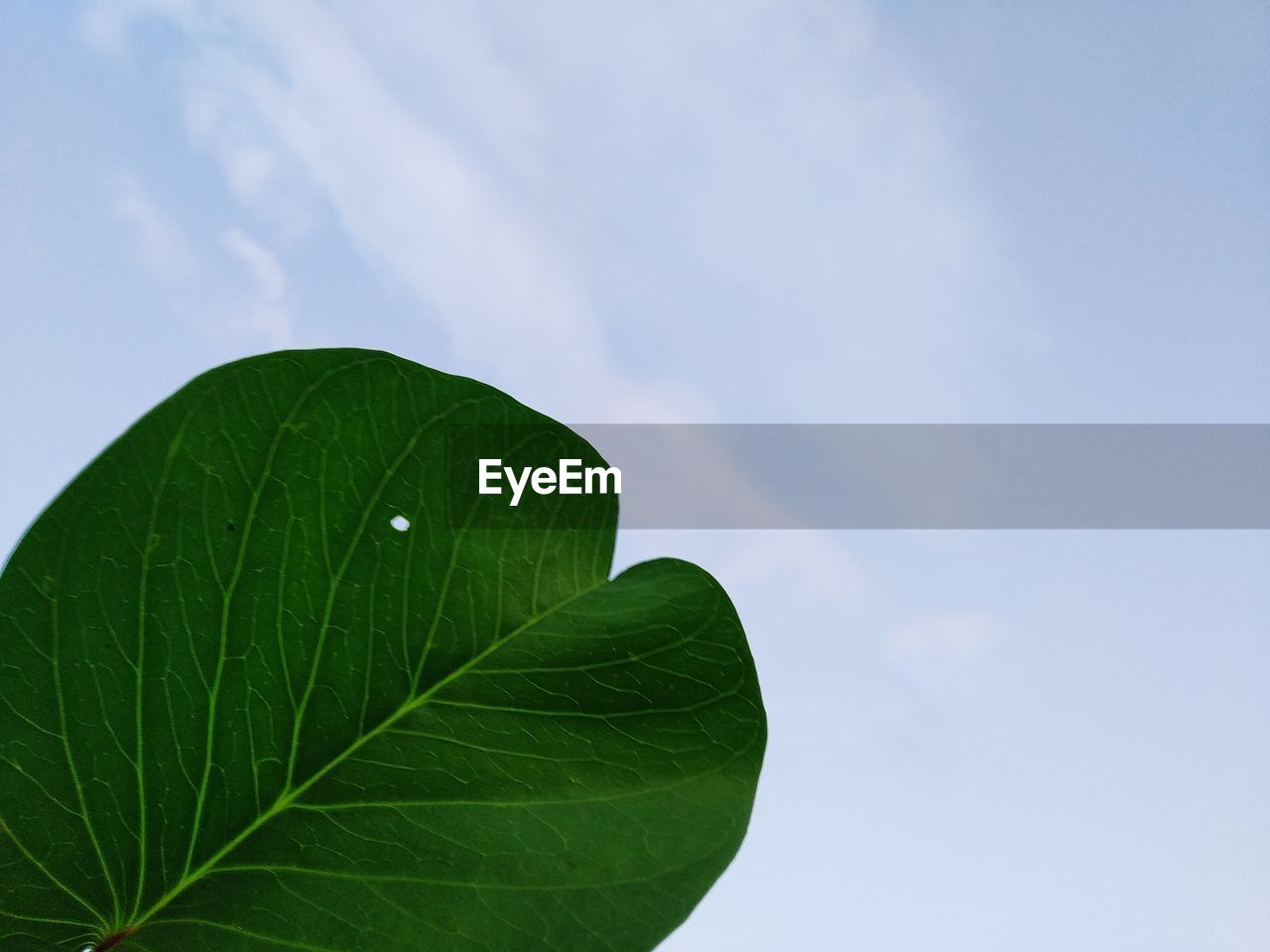 Low angle view of green leaves against sky