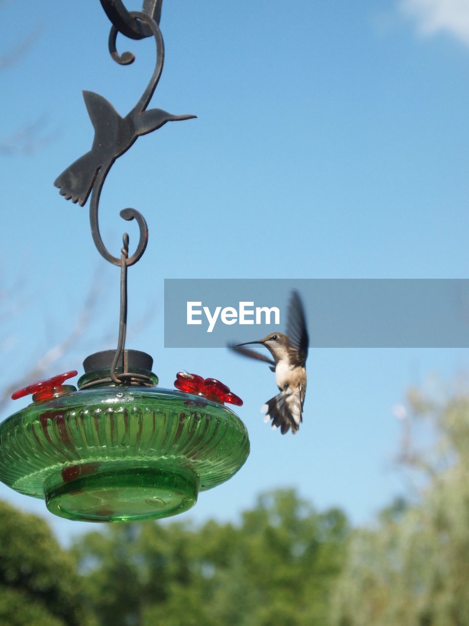 animal, animal themes, bird, flying, animal wildlife, wildlife, nature, mid-air, no people, sky, one animal, bird feeder, motion, day, green, outdoors, spread wings, plant, tree, hummingbird