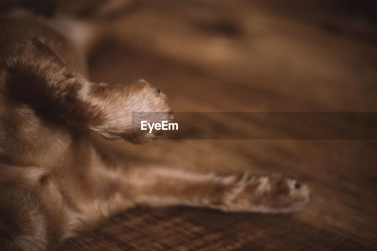 CLOSE-UP OF A DOG ON THE FLOOR