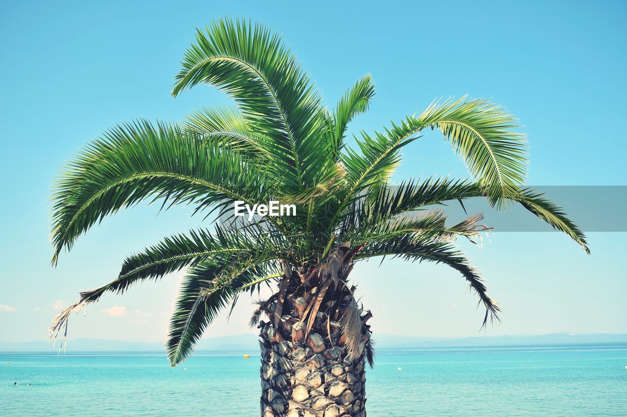 Palm tree by sea against clear sky