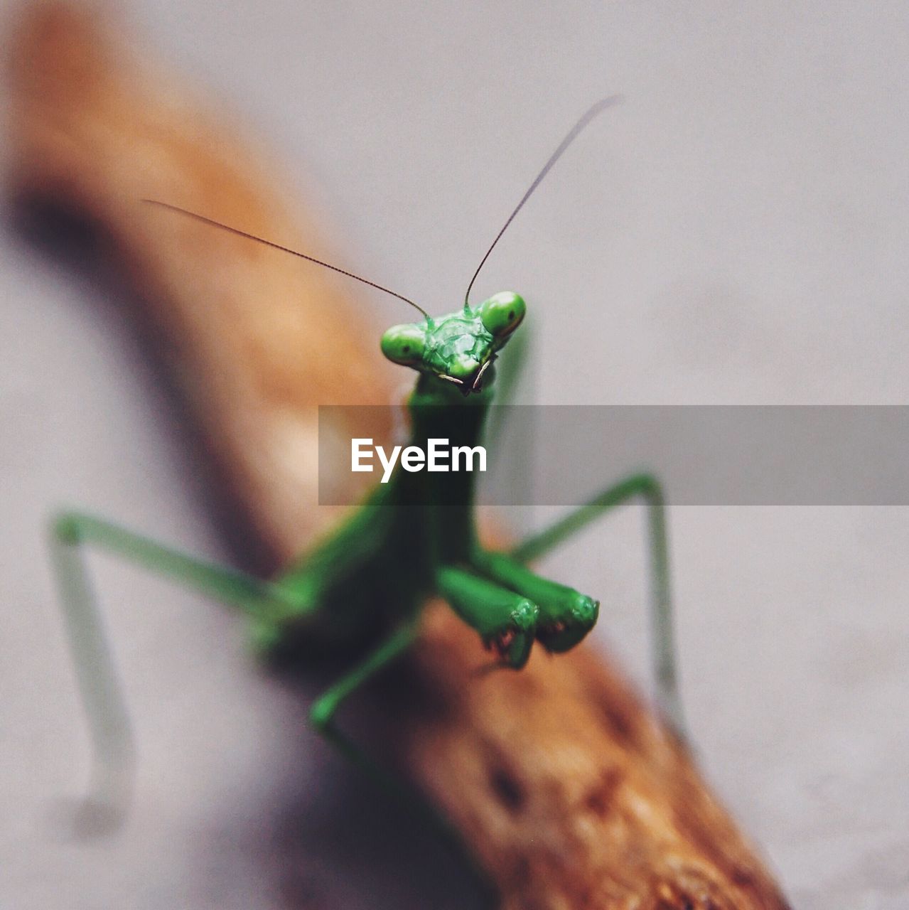 Close-up of grasshopper on leaf