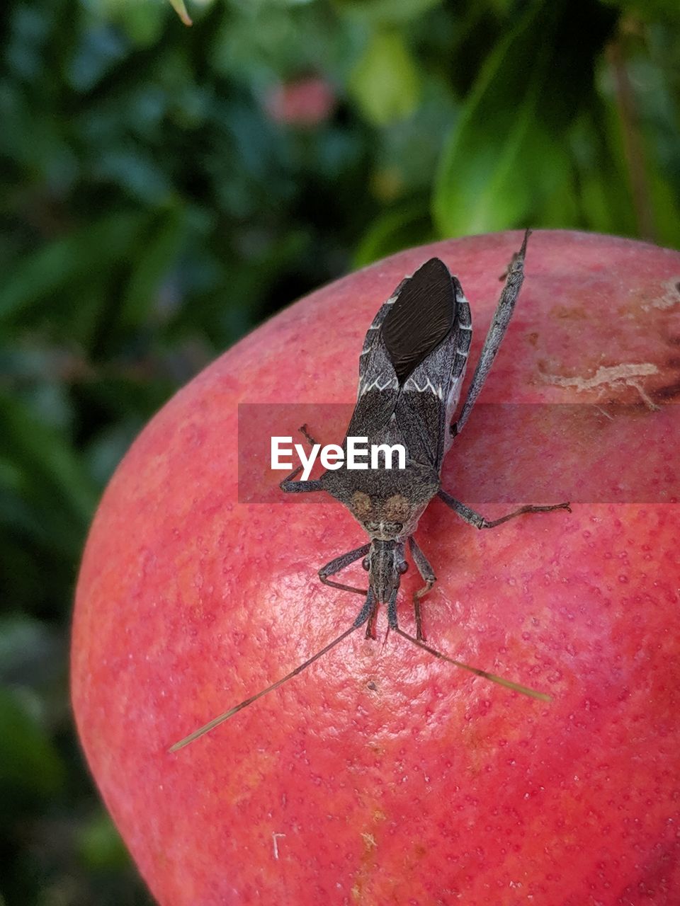 CLOSE-UP OF BUTTERFLY