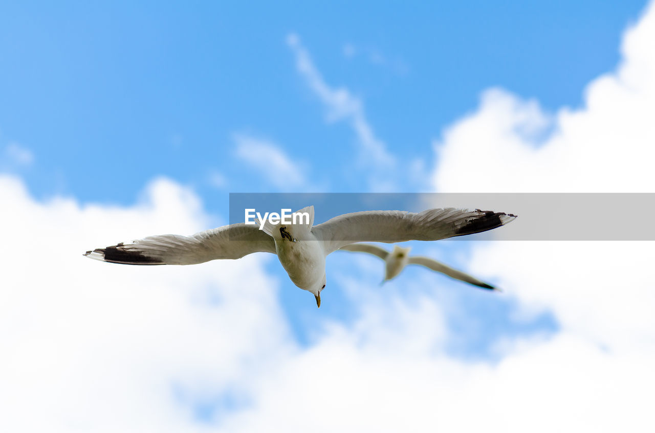 LOW ANGLE VIEW OF SEAGULLS FLYING