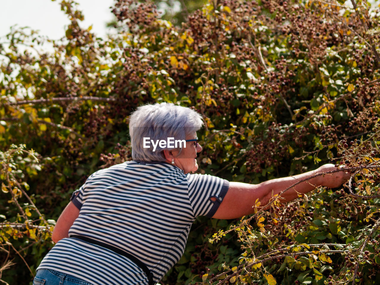 Senior woman harvesting berry fruits