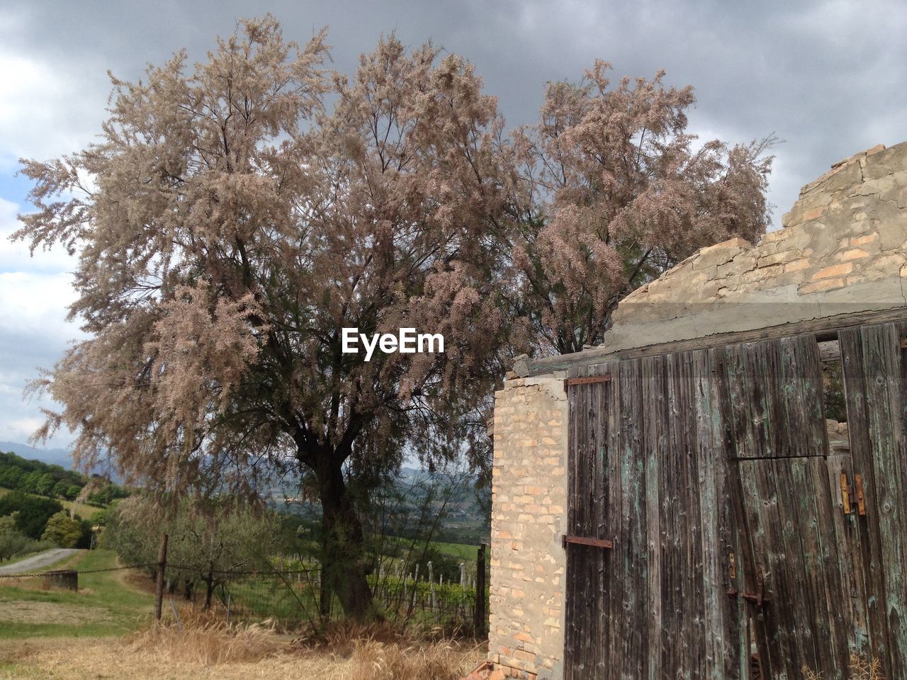 VIEW OF TREES