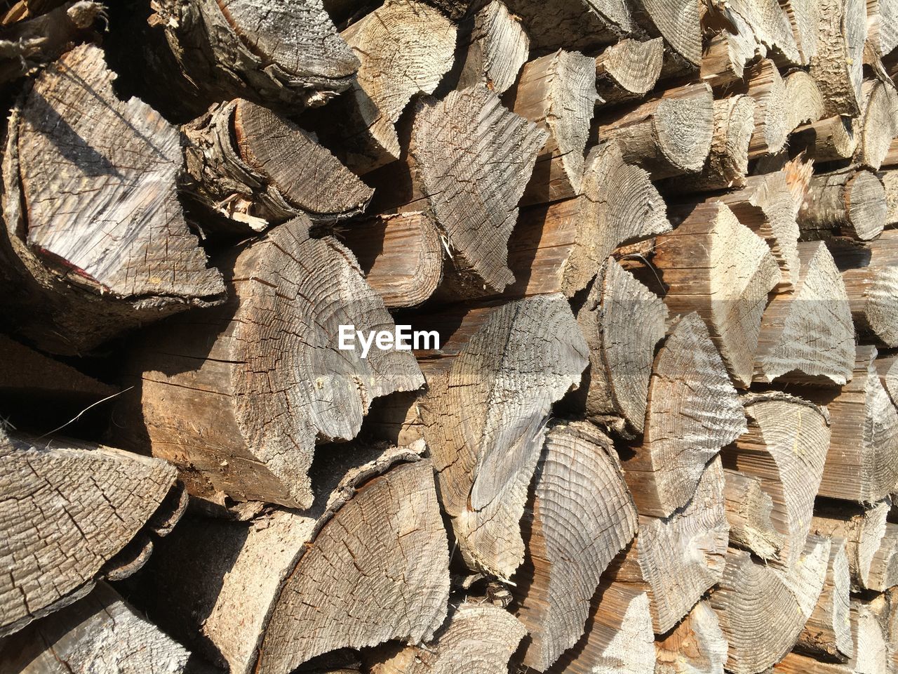 CLOSE-UP OF LOGS IN FOREST