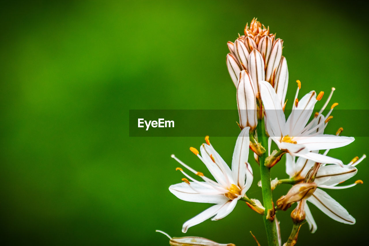 A single onion weed plant starting to bloom isolated on a green background