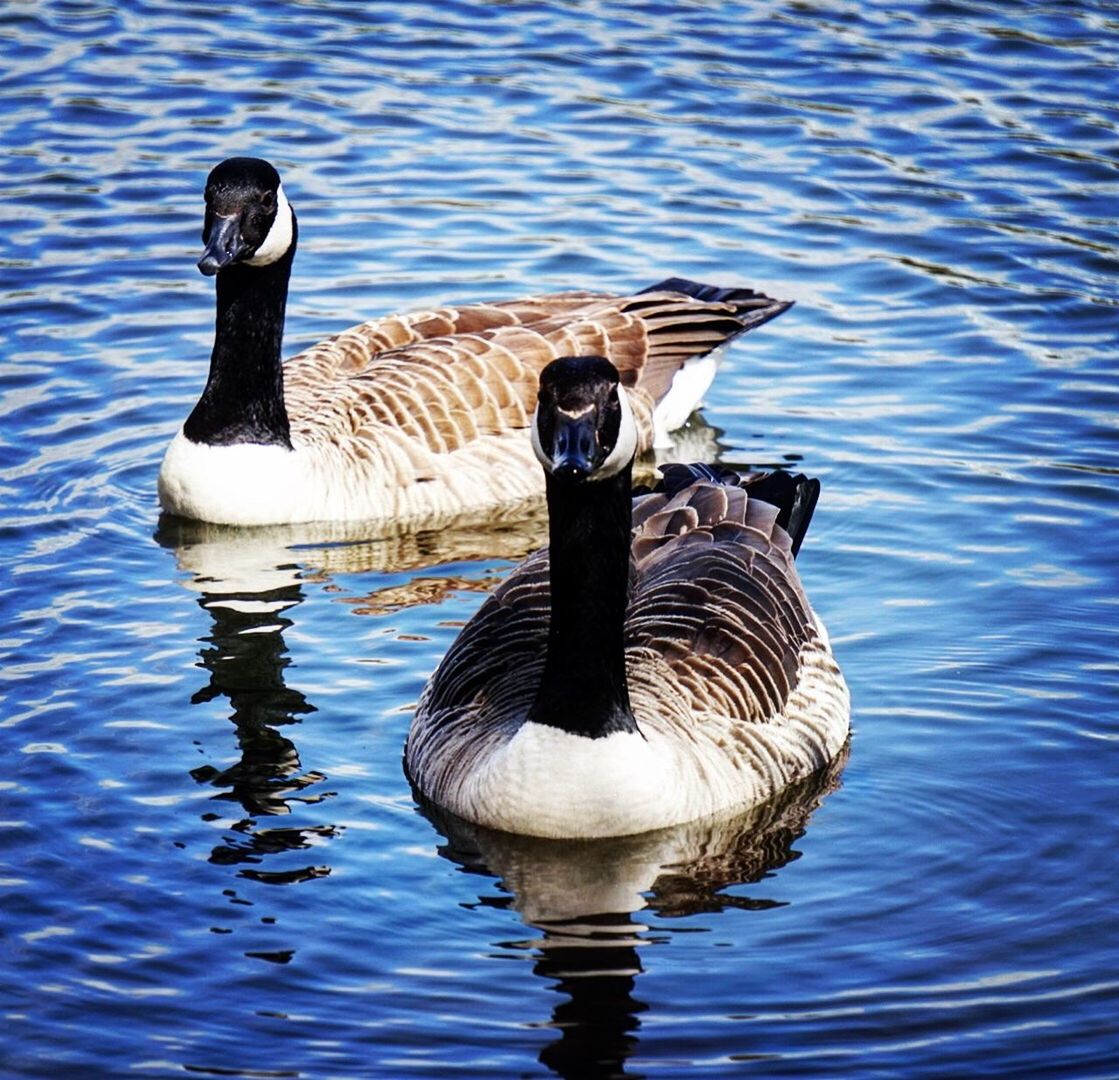 CLOSE-UP OF DUCKS SWIMMING ON LAKE