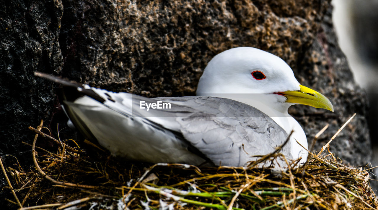 CLOSE-UP OF SEAGULL PERCHING ON BIRD