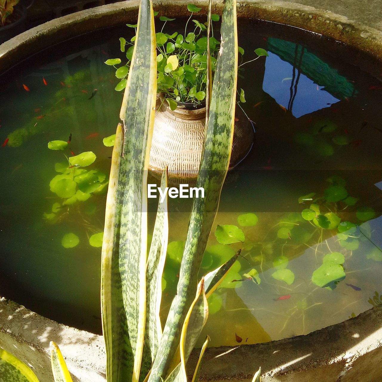 green, water, nature, leaf, yellow, aquarium, plant, lake, plant part, no people, reflection, animal, day, animal themes, outdoors, flower, growth, sunlight, floating, floating on water