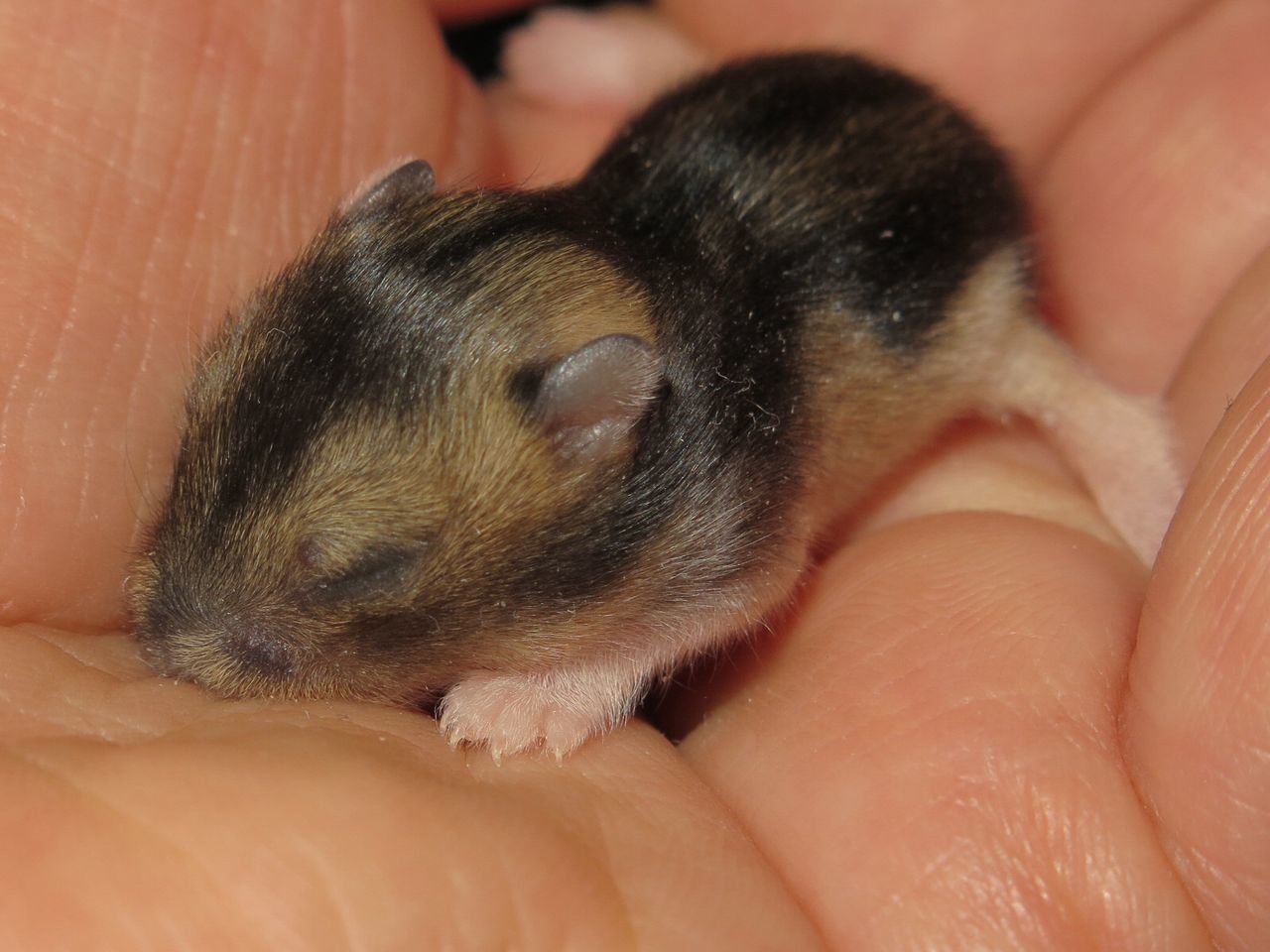 Close-up of hand holding mouse