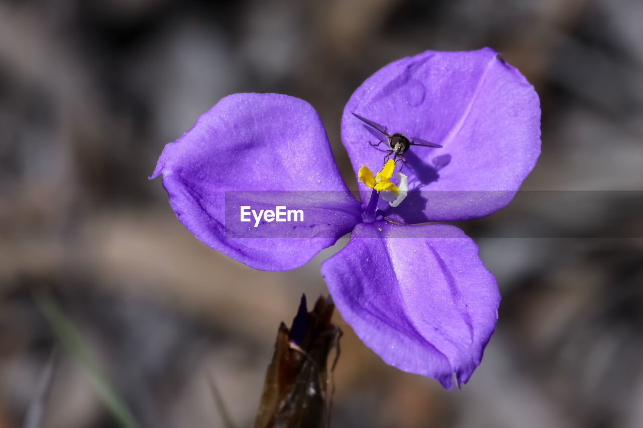 Close-up of purple flower with insect