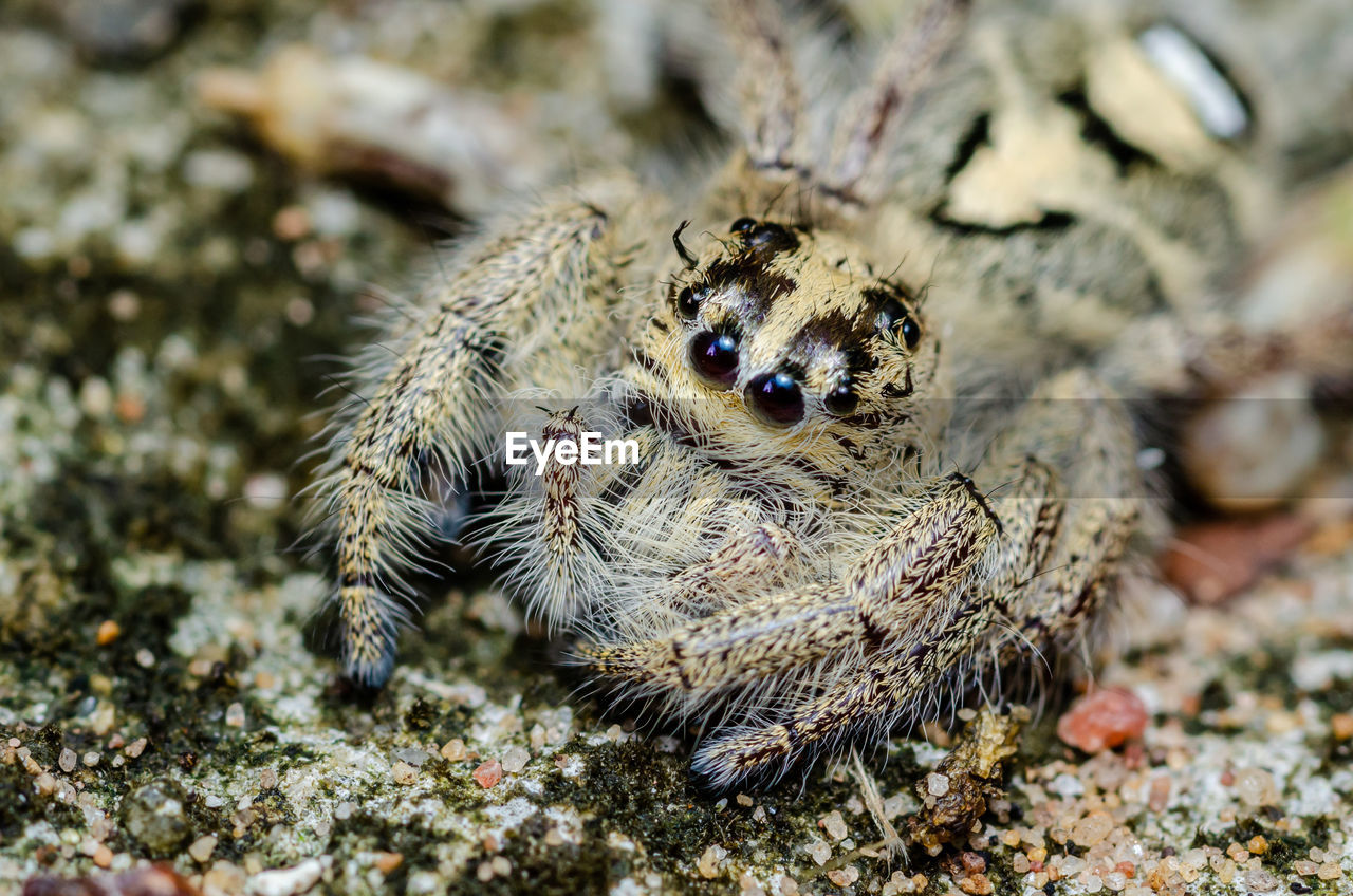 Close-up of spider