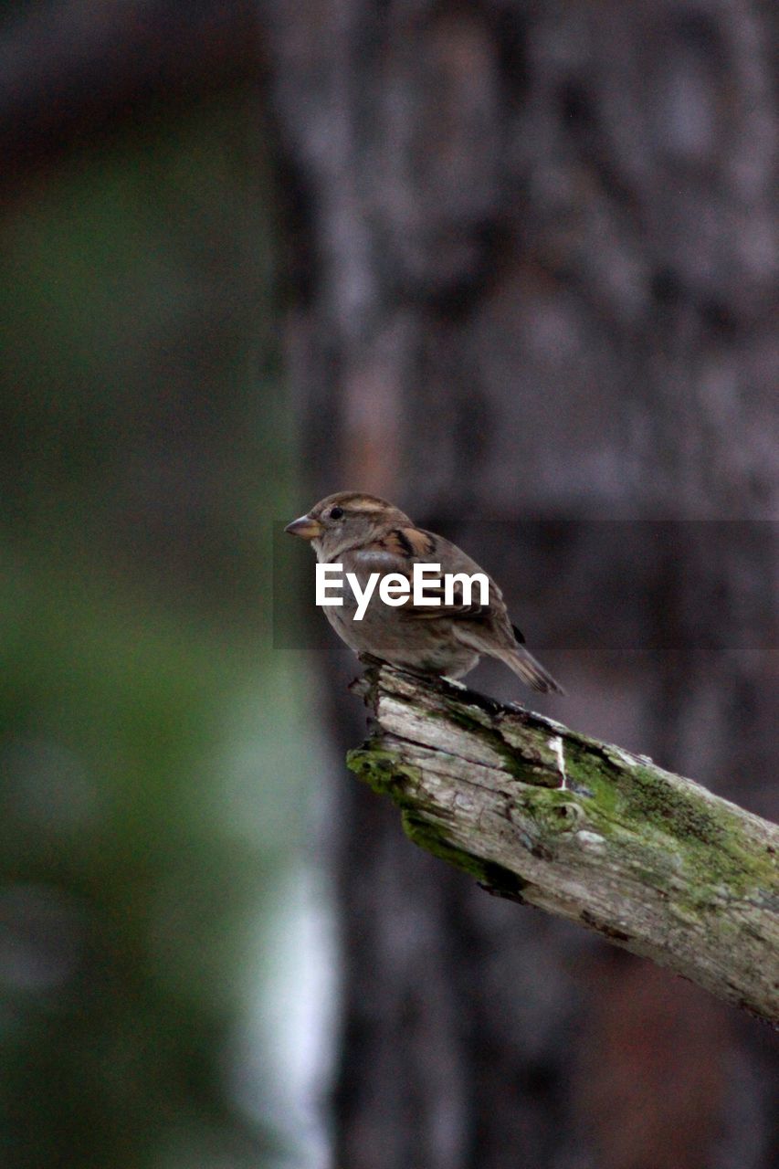 BIRD PERCHING ON A TREE