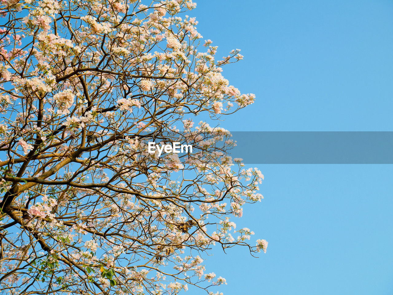 plant, tree, sky, branch, flower, blossom, low angle view, blue, nature, clear sky, springtime, beauty in nature, growth, flowering plant, freshness, no people, fragility, spring, day, outdoors, leaf, cherry blossom, fruit tree, tranquility, sunlight, white, sunny