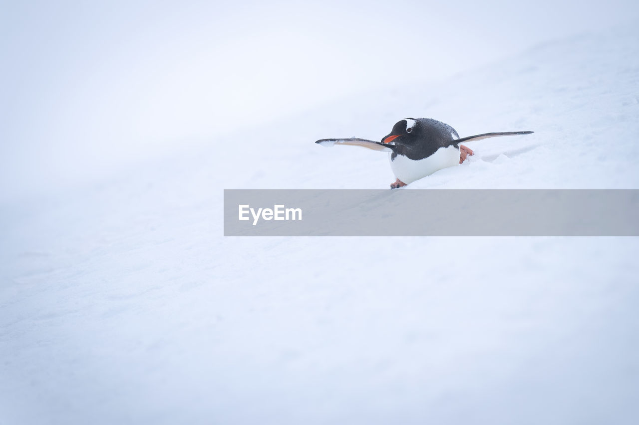 Gentoo penguin slides over snow on stomach