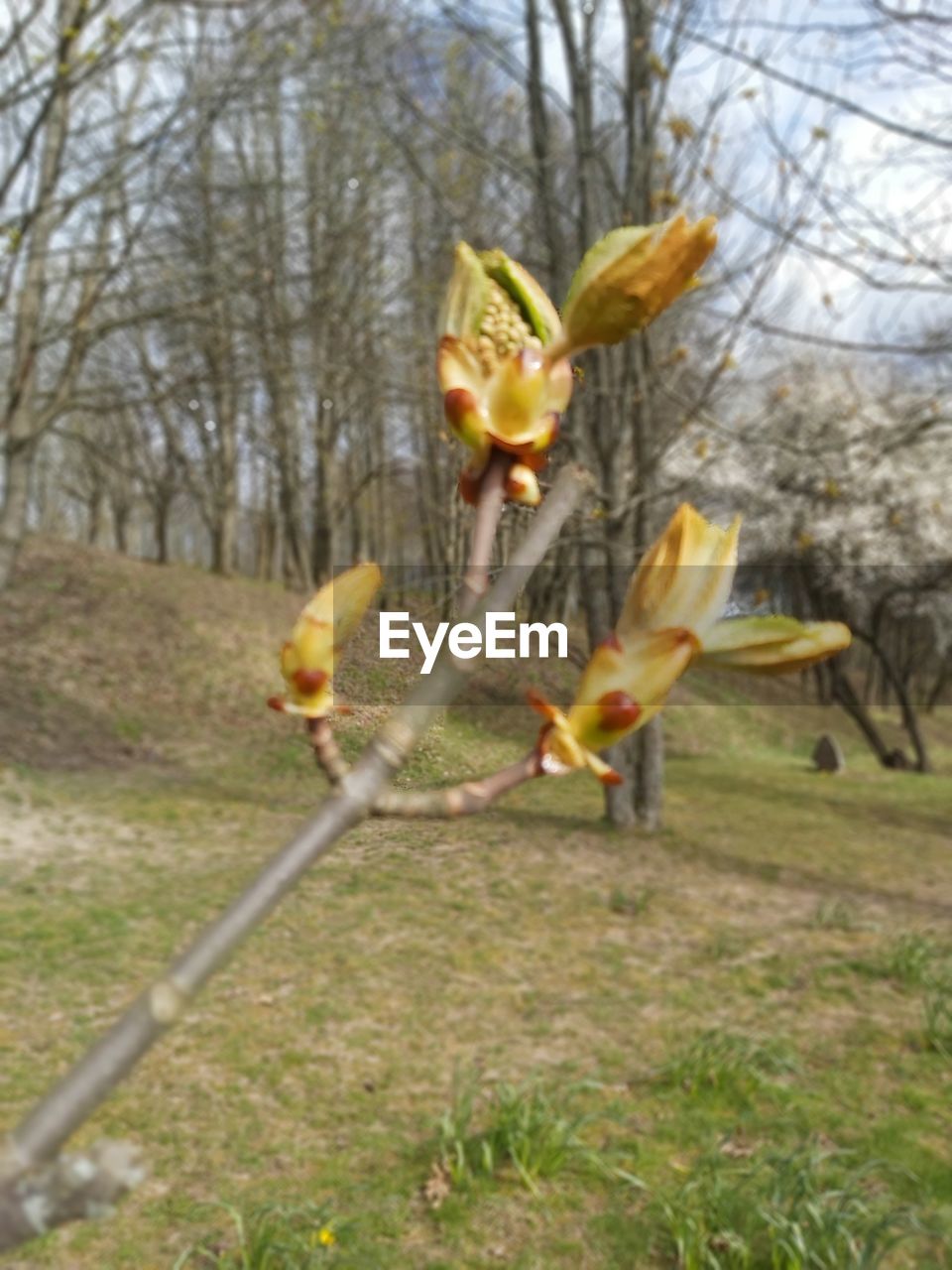 CLOSE-UP OF YELLOW FLOWERS ON FIELD