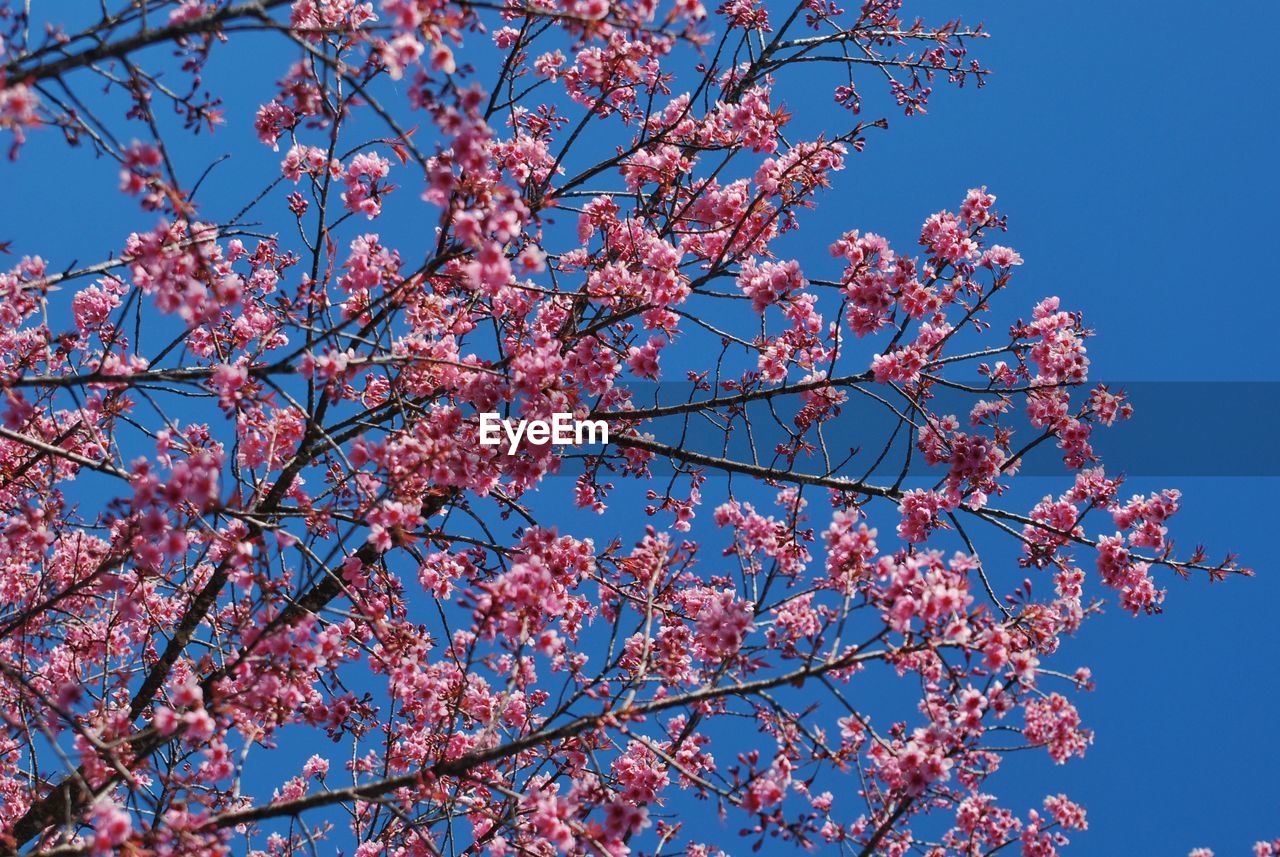 LOW ANGLE VIEW OF CHERRY BLOSSOM AGAINST BLUE SKY