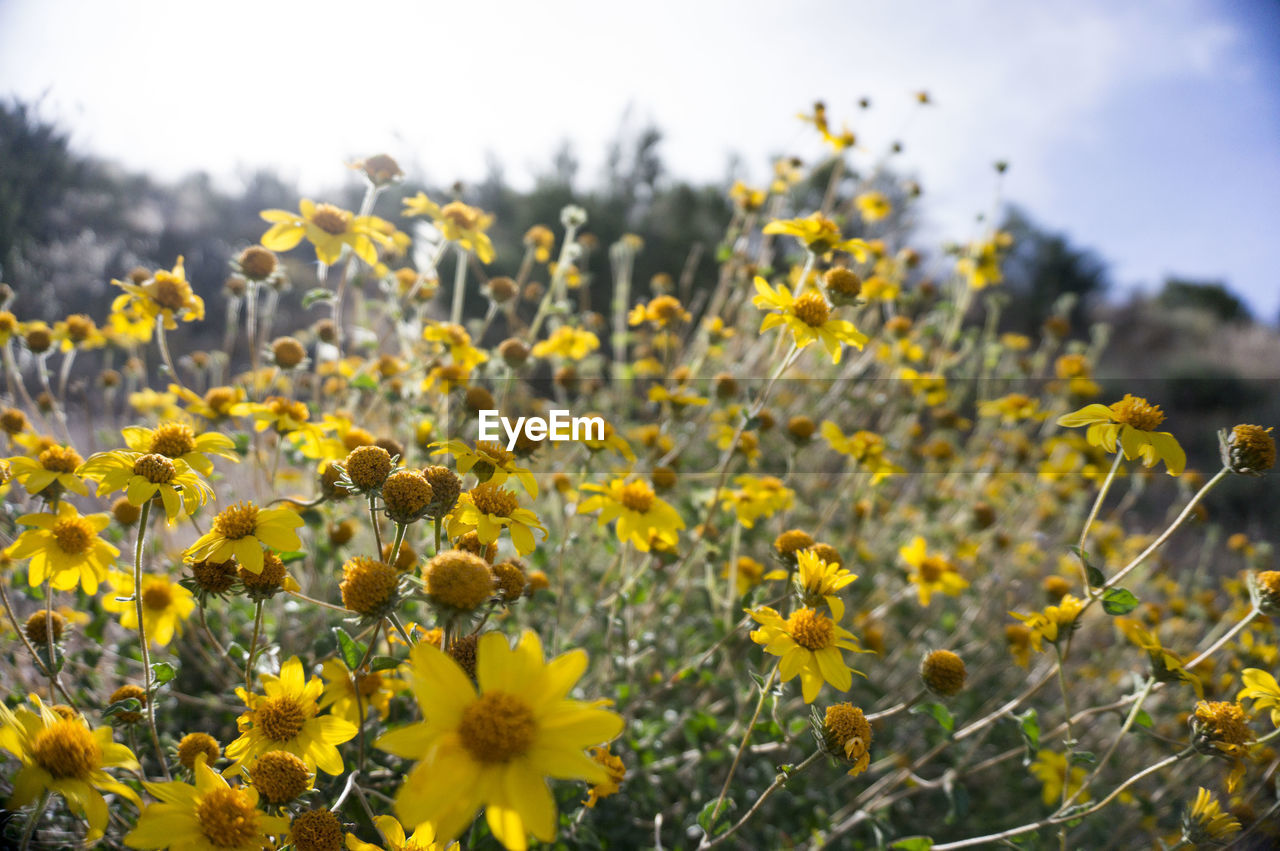 Close-up of yellow flowers blooming in field against sky