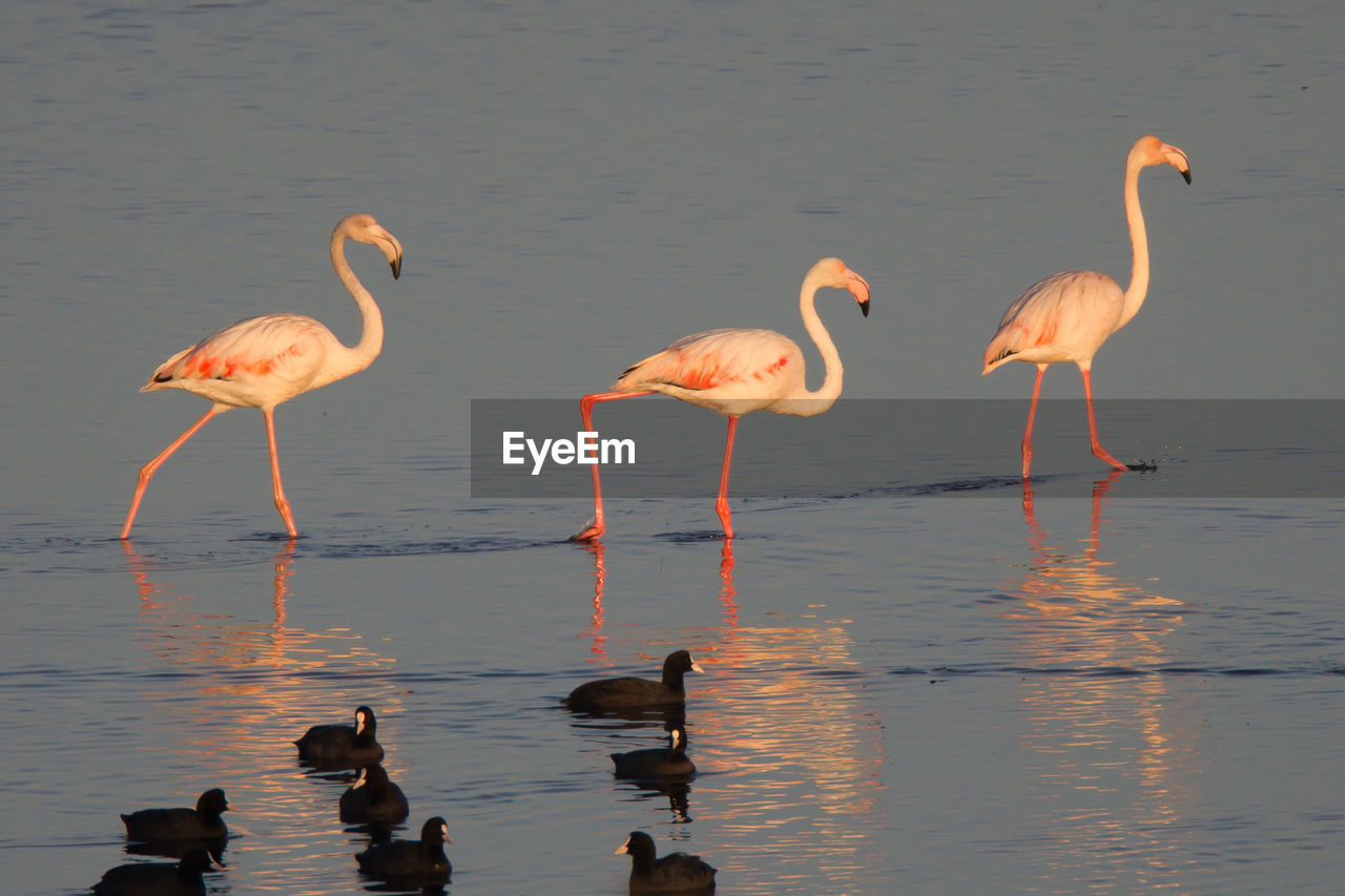 Close-up of flamingos perching on lake