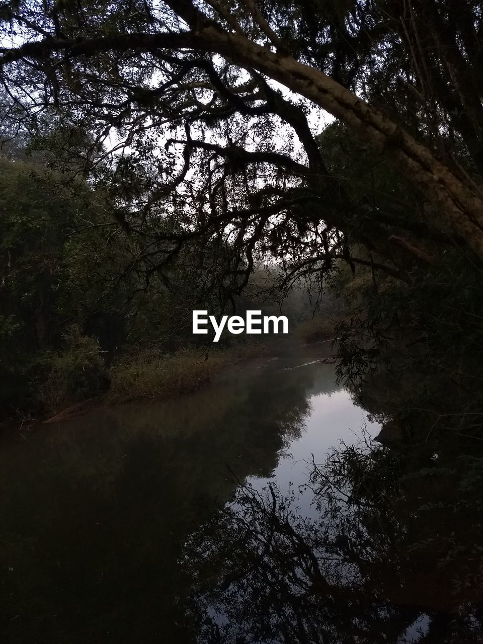 SCENIC VIEW OF LAKE IN FOREST