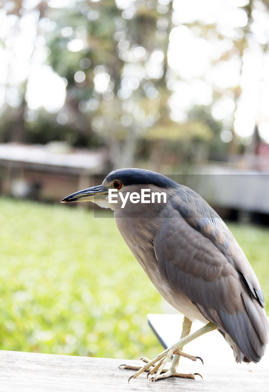 Close up of a black-crowned night heron