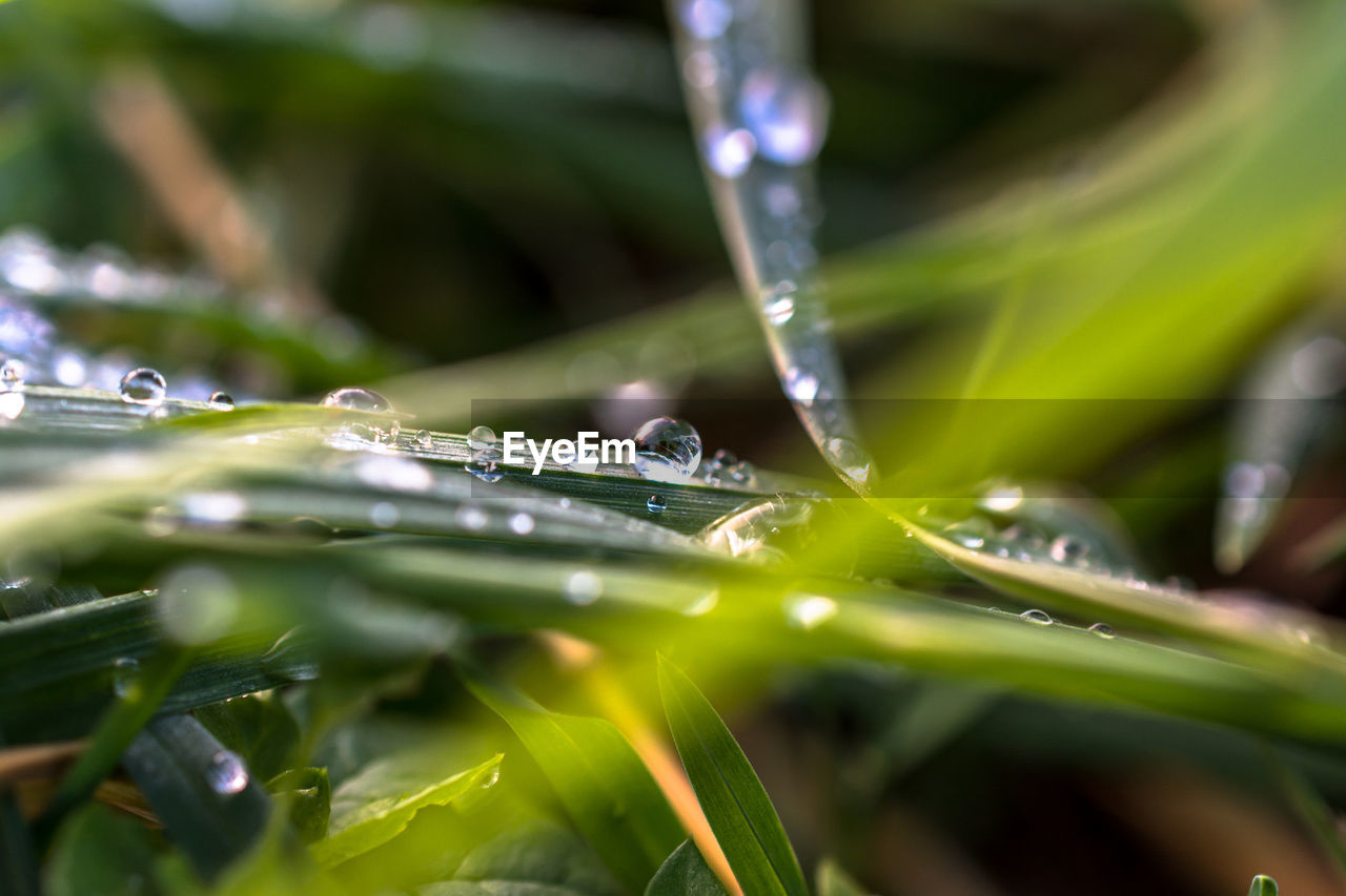 Close-up of raindrops on grass
