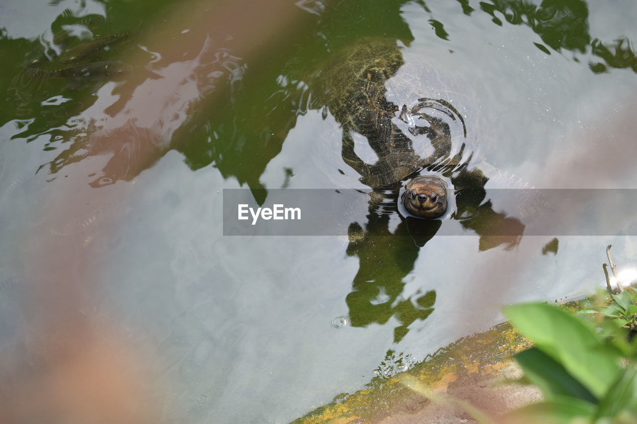 High angle view of turtle in lake