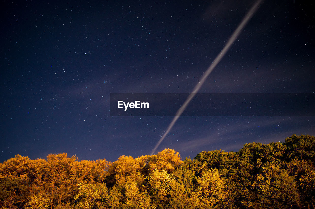 Low angle view of plants against sky at night