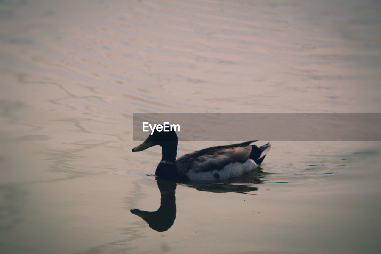 SWAN SWIMMING ON LAKE