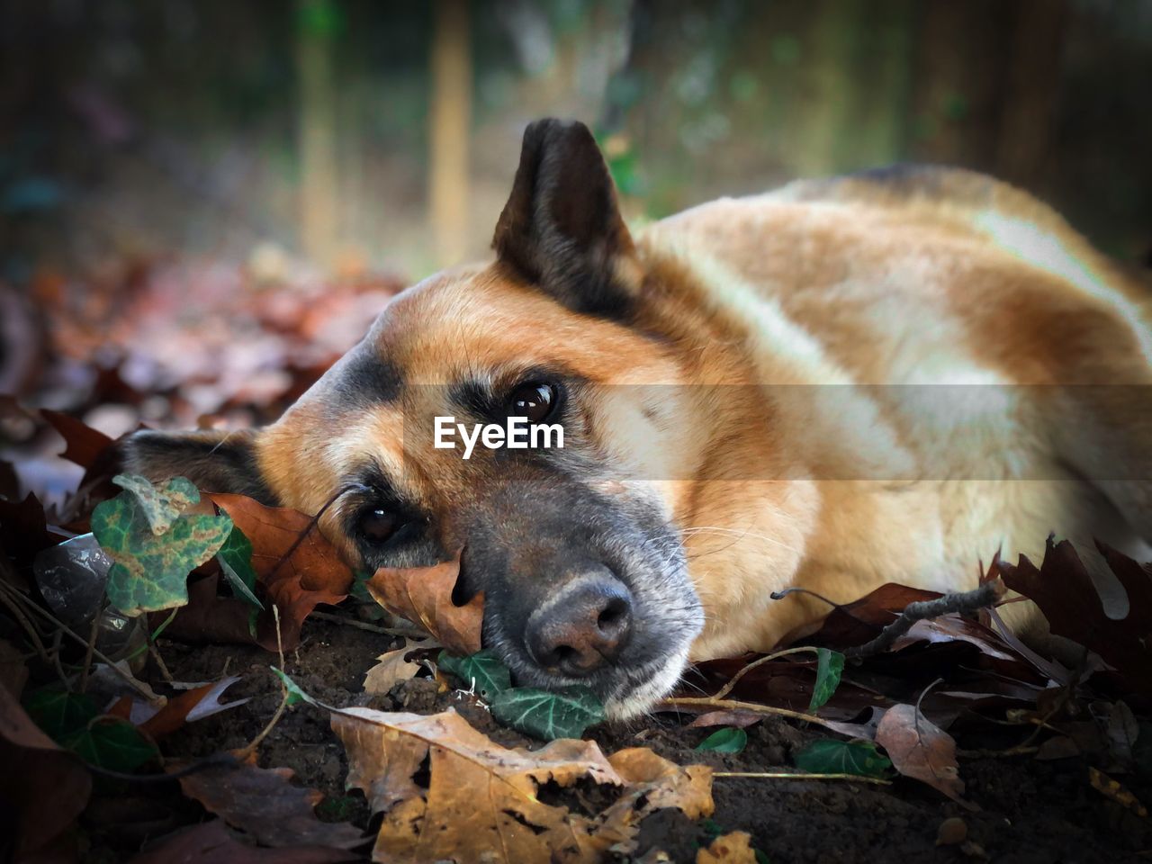 Portrait of sad german shepherd dog resting with the head on autumn leaves fallen on the ground