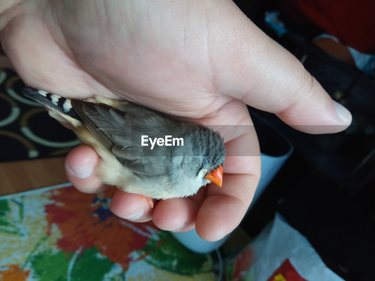 CLOSE-UP OF HUMAN HAND HOLDING SMALL BIRD