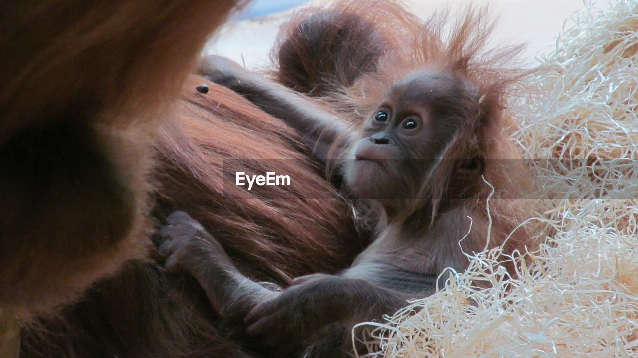 Close up of baby monkey