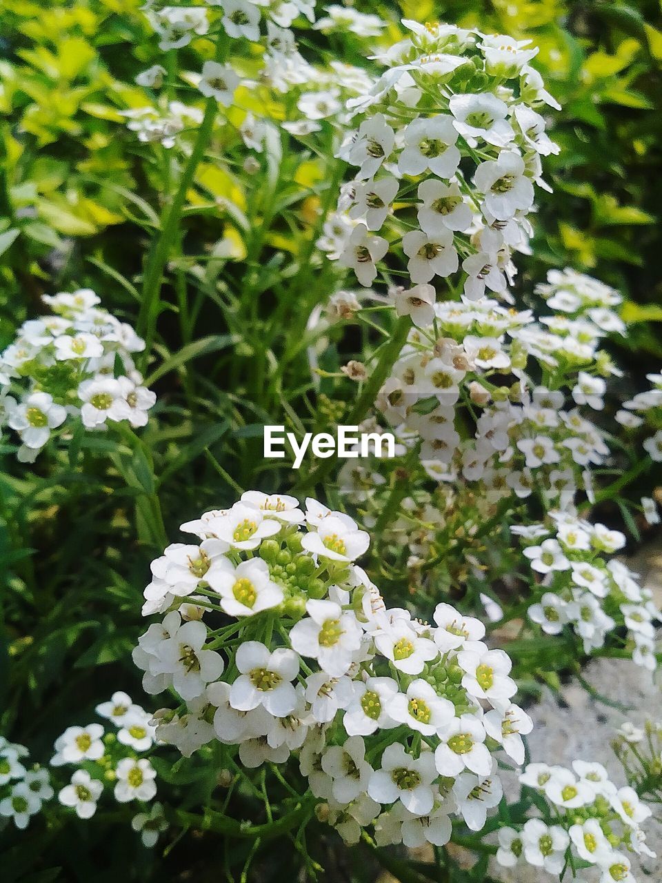 CLOSE-UP OF PLANTS