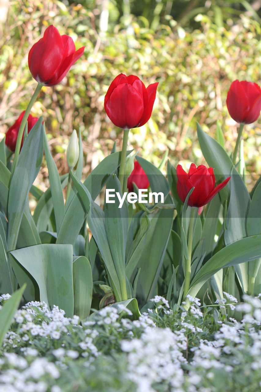 CLOSE-UP OF RED FLOWERS IN PARK