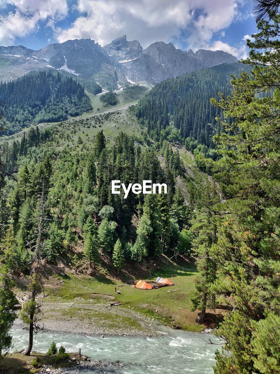 Scenic view of pine trees and mountains against sky