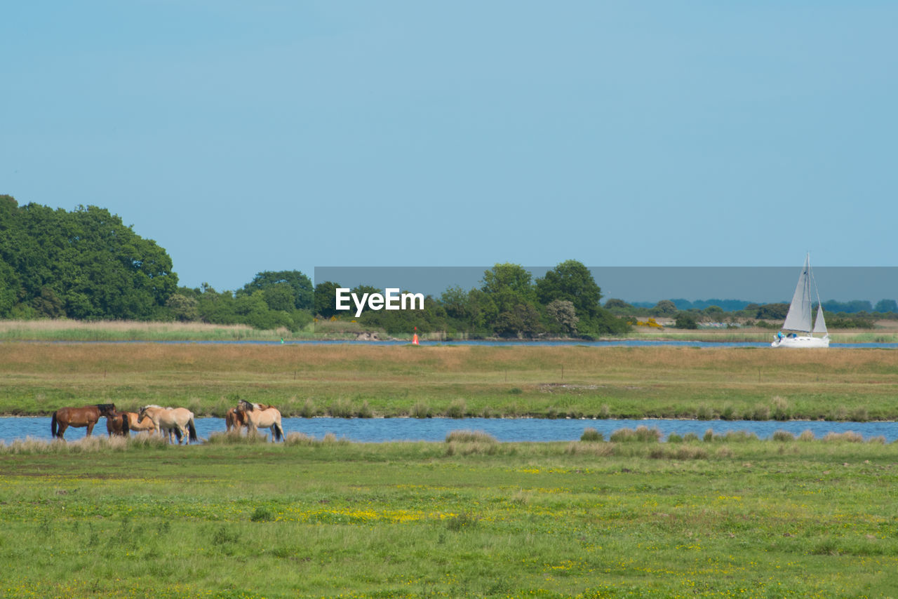 HORSES ON GRASSY FIELD AGAINST CLEAR SKY