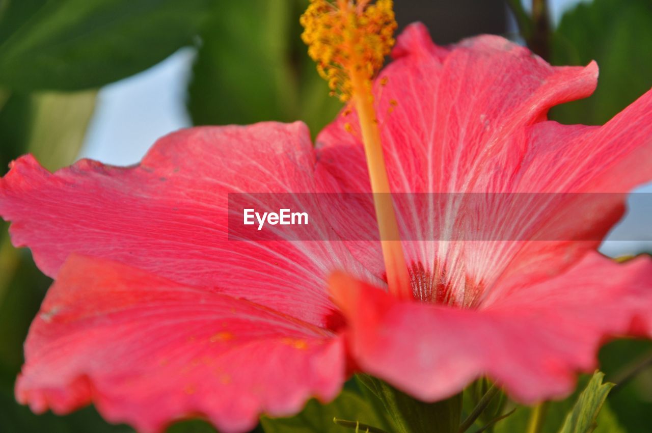 CLOSE-UP OF RED FLOWER