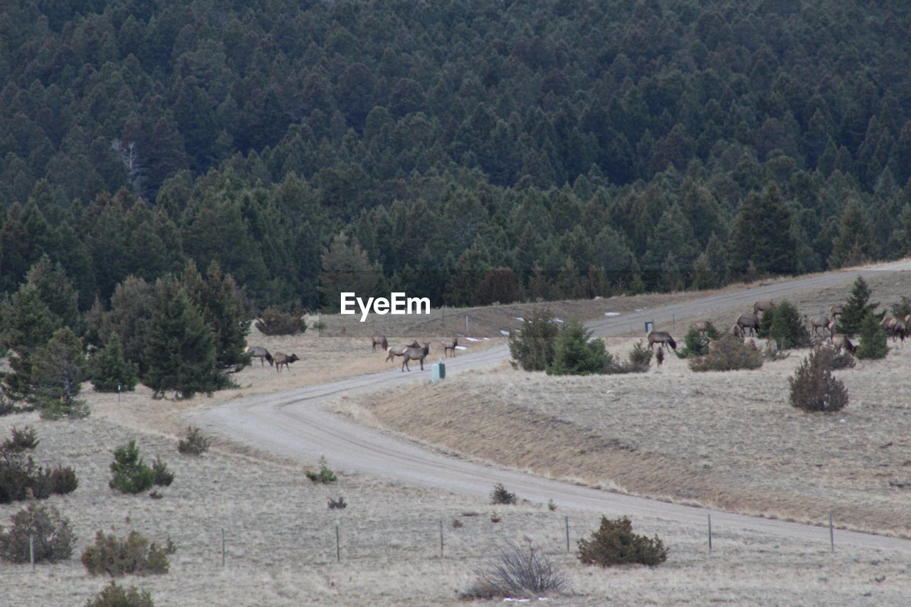 GROUP OF PEOPLE ON ROAD BY TREES