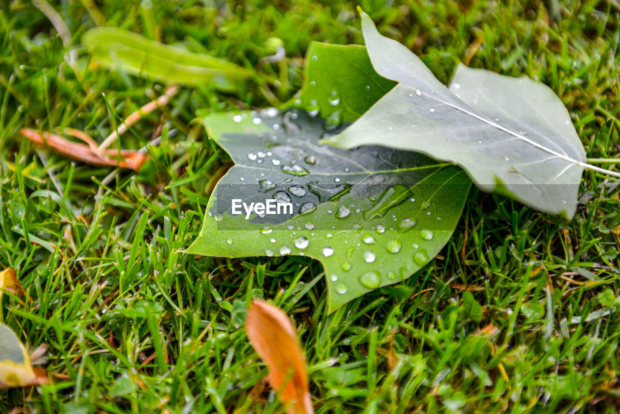 Close-up of raindrops on leaves