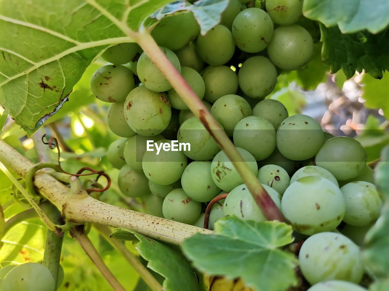 Close-up of grapes growing in vineyard