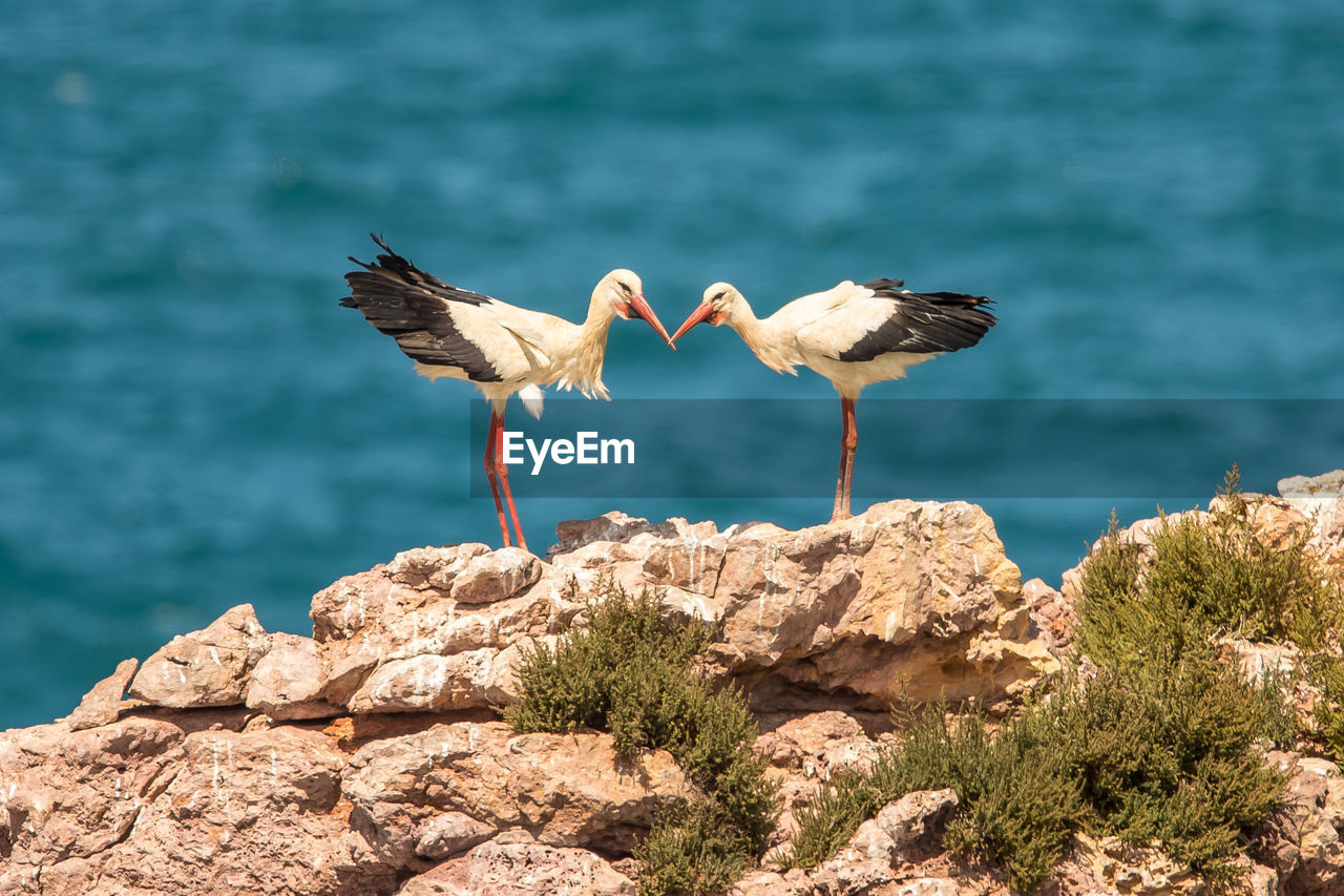 Storks perching on rock against sea