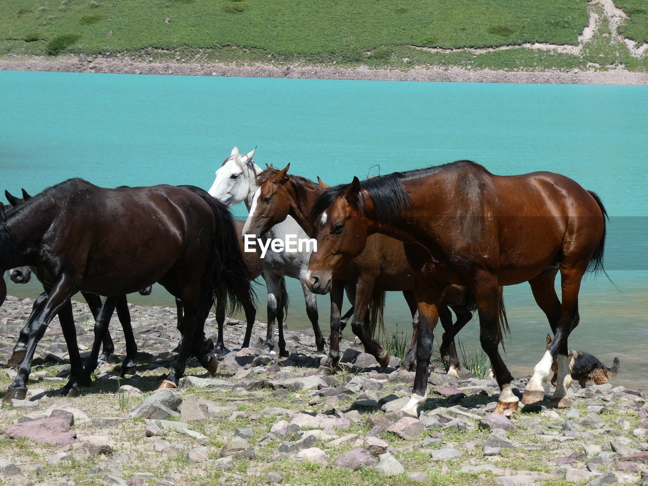 Group of horses on the lake in kyrgyzstan